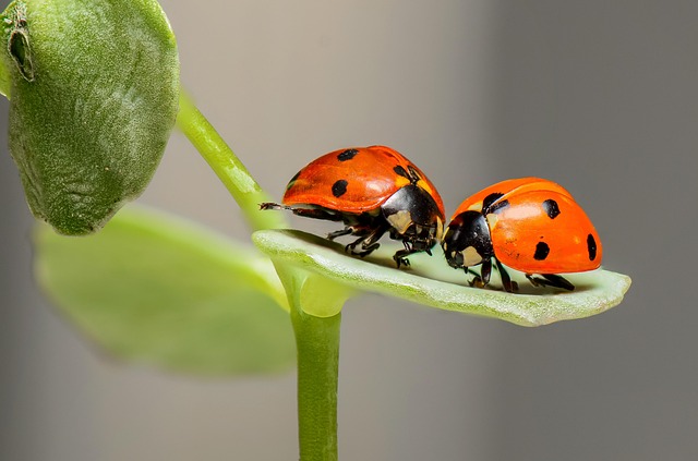 Le coccinelle: predatori naturali degli afidi e alleate della difesa biologica nelle coltivazioni